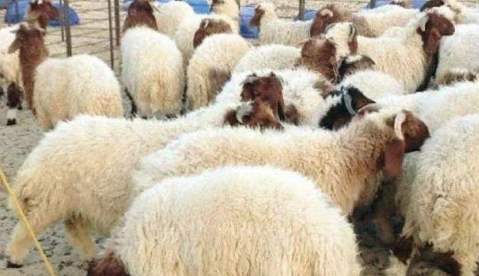 سوق الأضاحي دلوقتي.. سعر الخروف البرقي اليوم الأربعاء 4/6/2025 الأسعار هنا سوق الأضاحي دلوقتي.. سعر الخروف البرقي اليوم الأربعاء 4/6/2025 الأسعار هنا