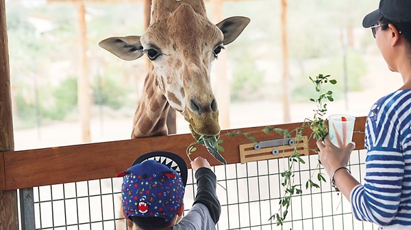 حديقة العين تحتفي بـ «يوم الزرافة»