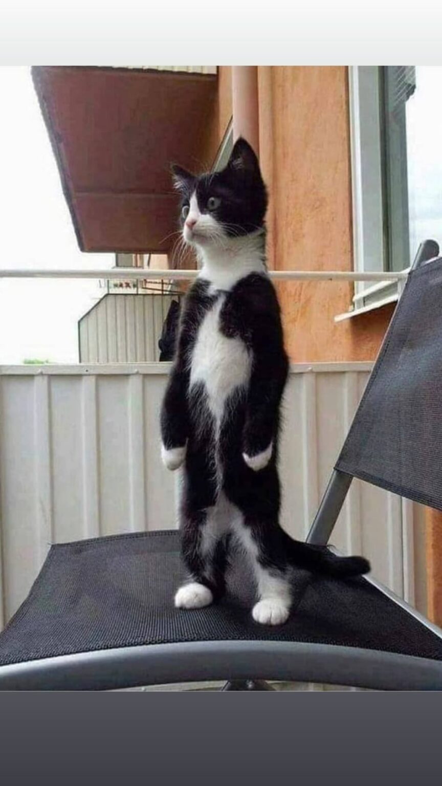 250620 أضواء تحديث قصة Instagram