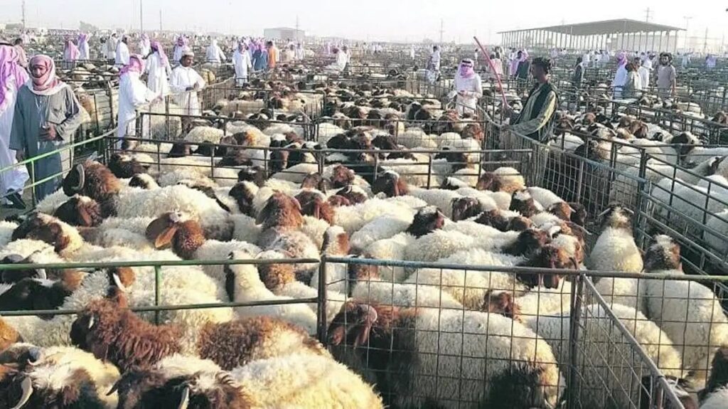 تفاصيل حول ضوابط بيع المواشي الحية بالوزن.. للمشتري حق الاعتراض وللمراقب حق إيقاف “الميزان” المخالف تفاصيل حول ضوابط بيع المواشي الحية بالوزن.. للمشتري حق الاعتراض وللمراقب حق إيقاف "الميزان" المخالف