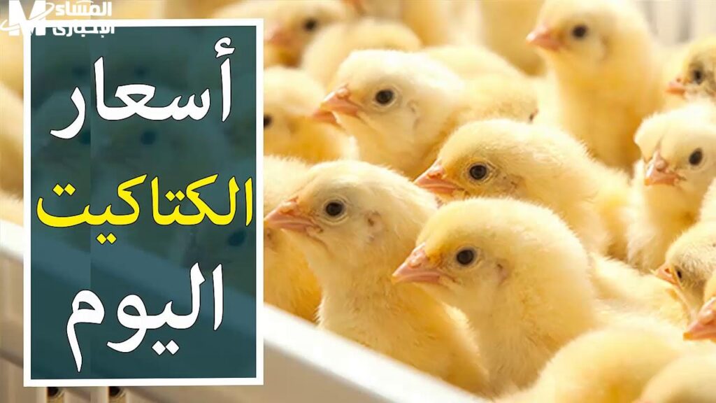 الكتاكيت رجعت تاني.. أسعار الكتاكيت اليوم الإثنين 16/6/2025