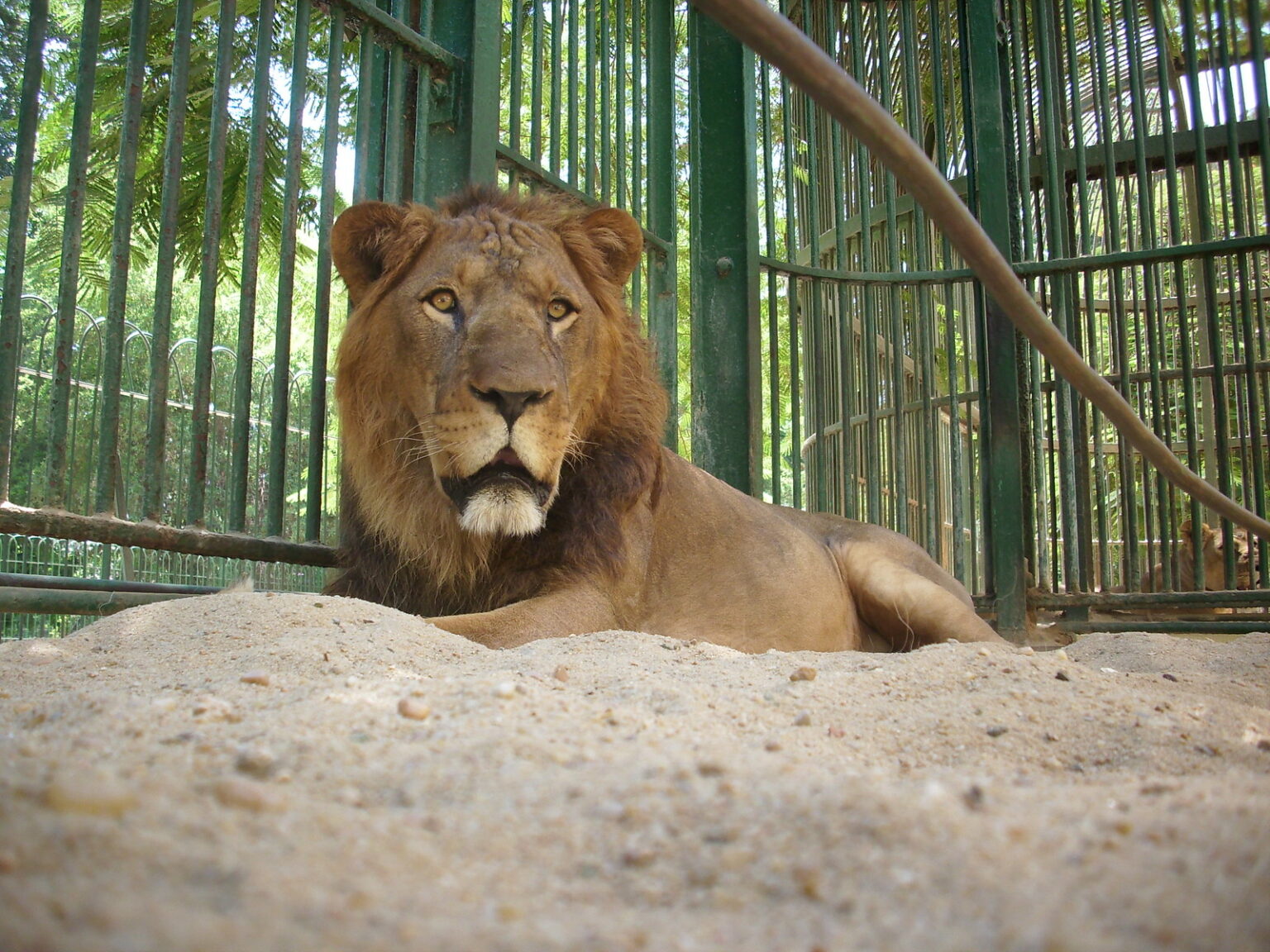 بـ 5 جنيهات.. حدائق الحيوان تستعد للعيد وهذا موقف حديقة الجيزة