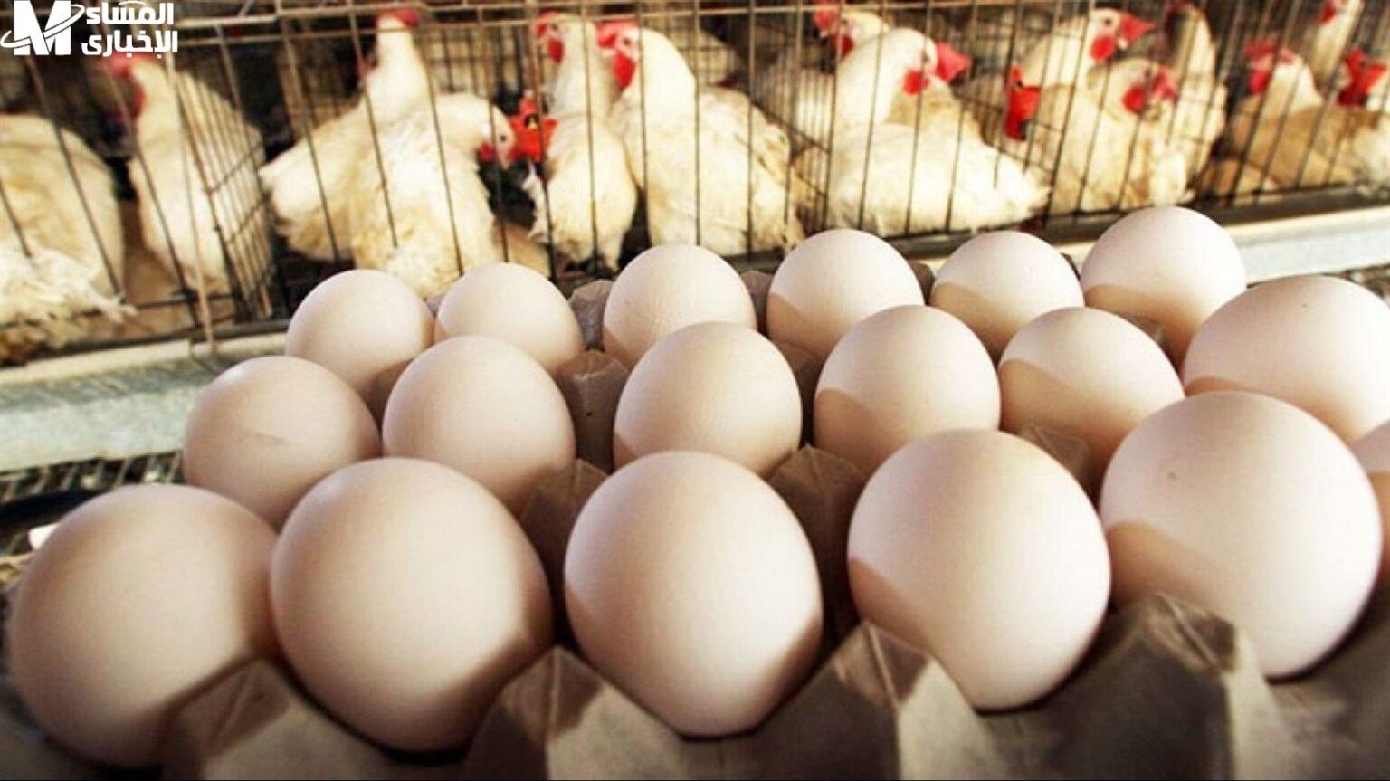 البيض بيكلمك النهاردة.. أسعار البيض اليوم الأربعاء 4/6/2025 البيض بيكلمك النهاردة.. أسعار البيض اليوم الأربعاء 4/6/2025