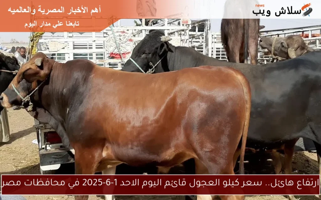 ارتفاع هائل.. سعر كيلو العجول قائم اليوم الاحد 1-6-2025 في محافظات مصر ارتفاع هائل.. سعر كيلو العجول قائم اليوم الاحد 1-6-2025 في محافظات مصر