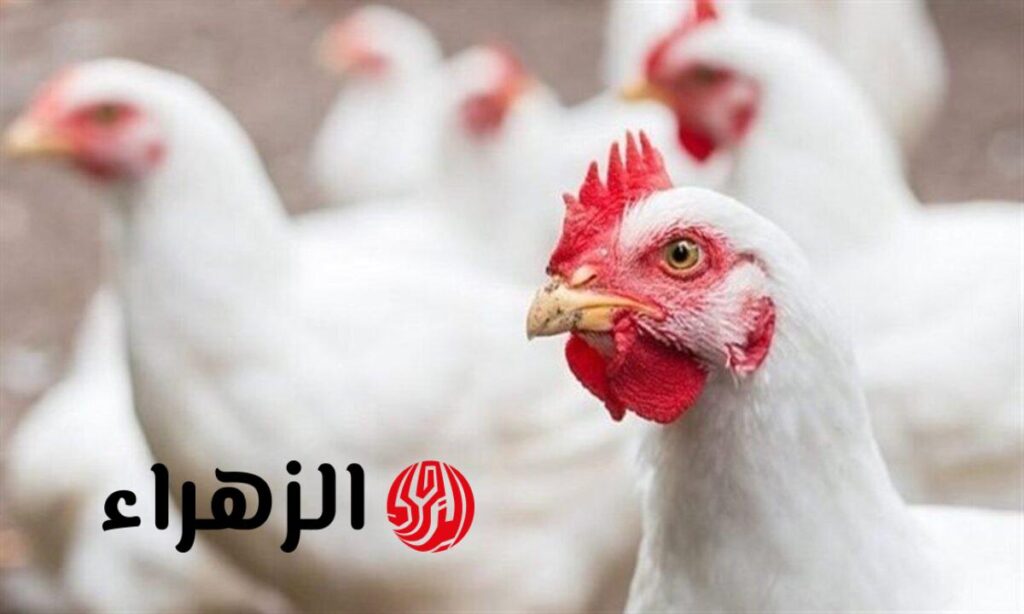 هل يجوز أن أضحي بدجاجة في العيد بعد غلاء اللحوم؟ الافتاء تحسم الجدل