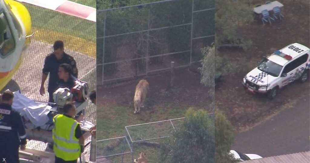 واقعة تهز أستراليا.. بتر ذراع امرأة بعد هجوم أسد – سكاي نيوز عربية واقعة تهز أستراليا.. بتر ذراع امرأة بعد هجوم أسد - سكاي نيوز عربية