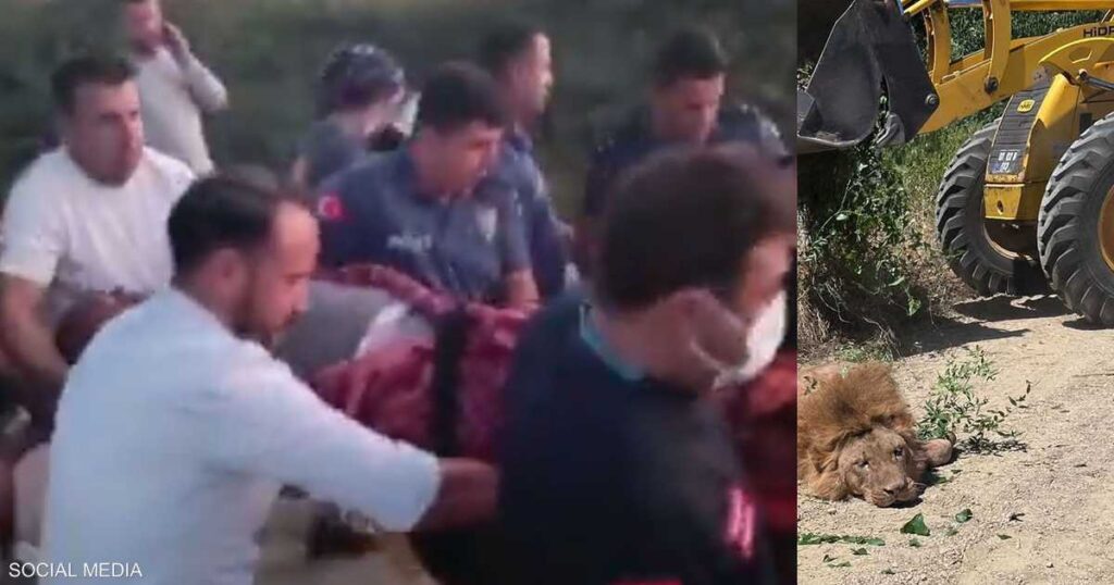 مزارع تركي يروي قصة نجاته من هجوم أسد