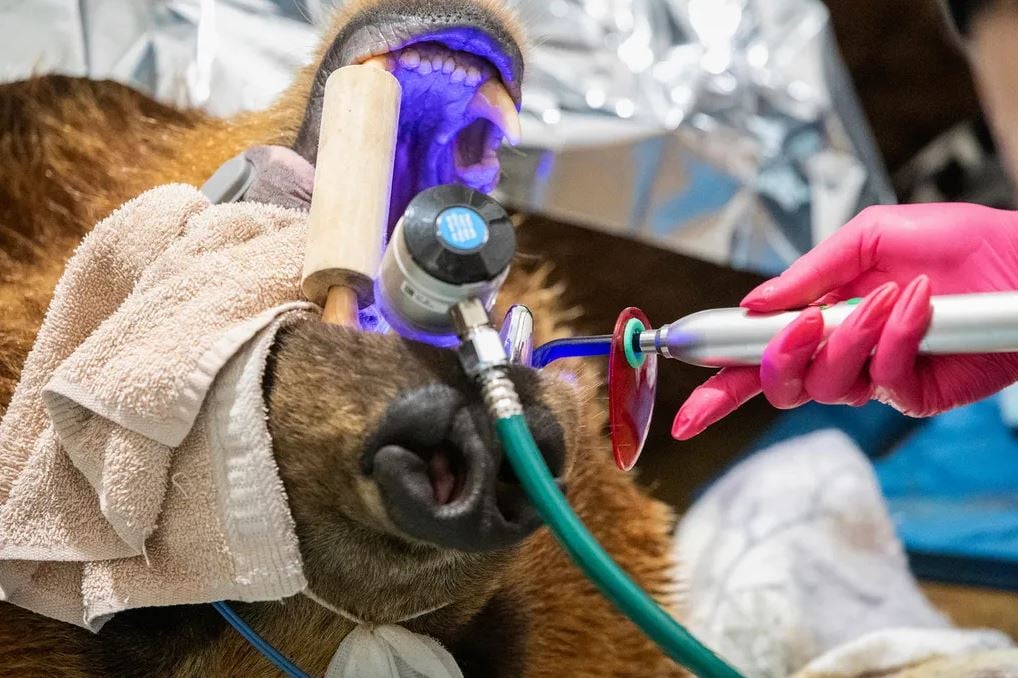 أثناء تركيب الناب