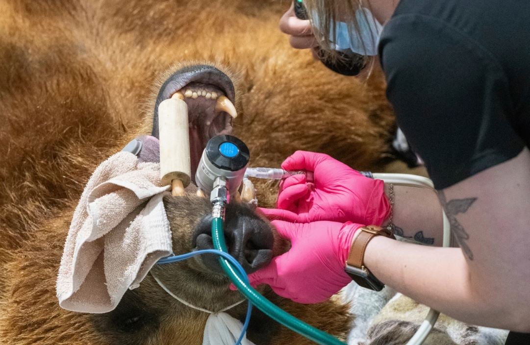 زراعة الناب للدب