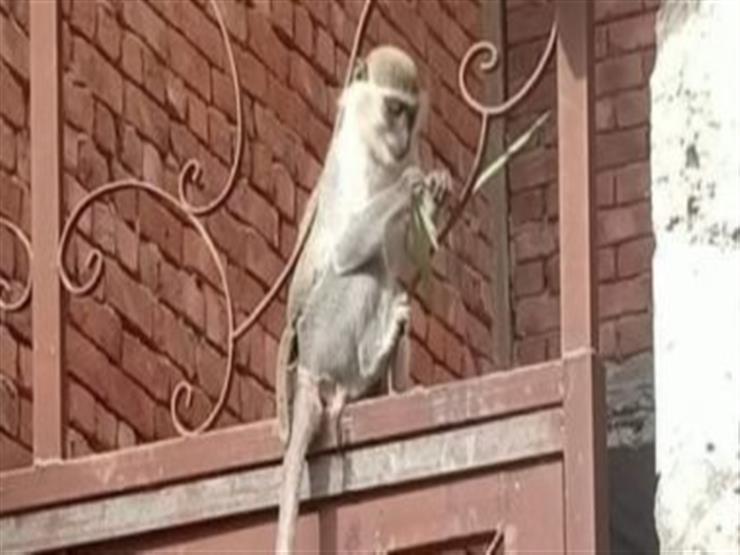 طوارئ في أكتوبر بسبب "نسناس"