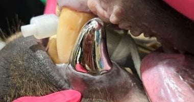 لأول مرة.. حديقة أمريكية تزرع أكبر ناب معدنى فى العالم لـ دب بنى "صور"