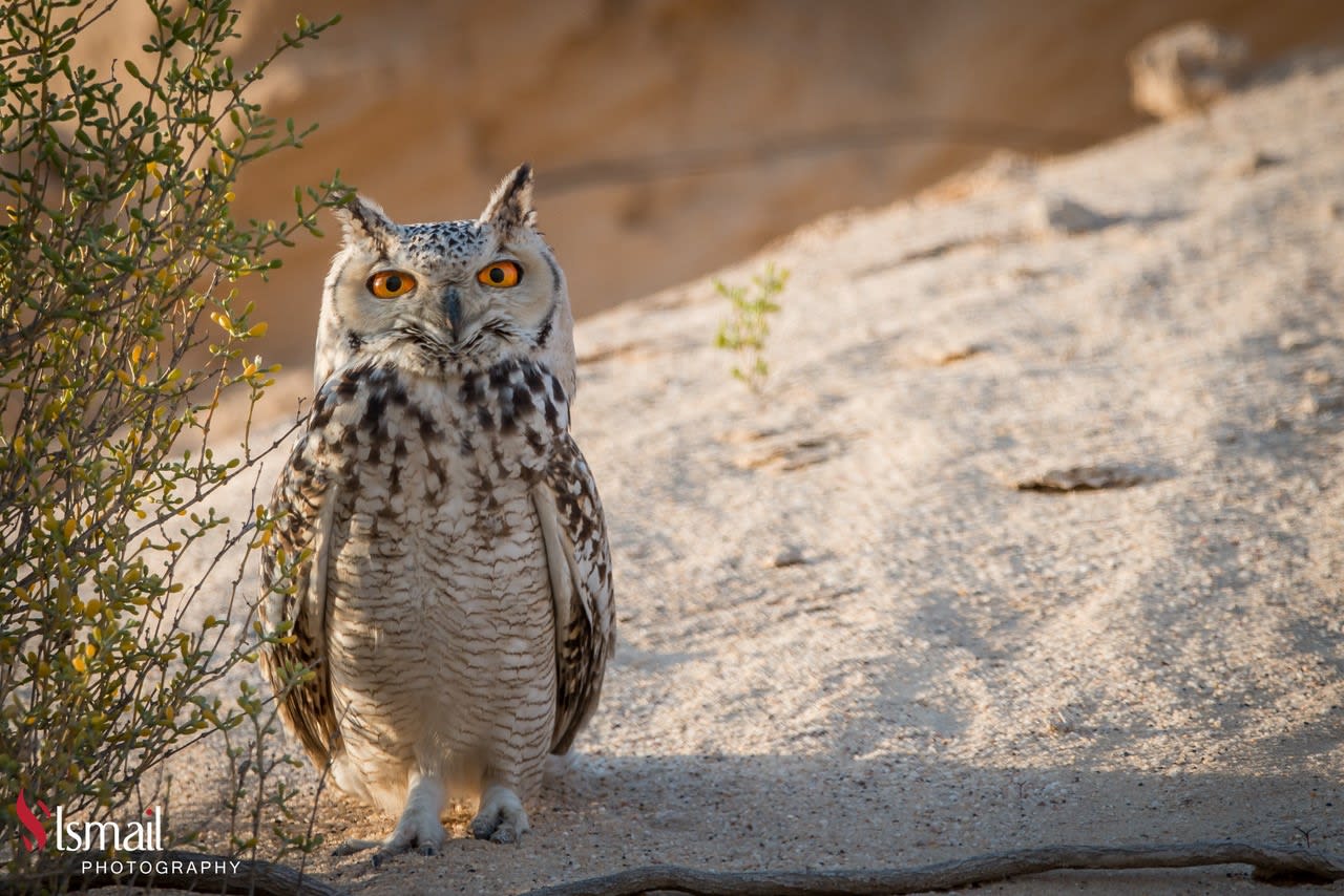 تعابير مثل البشر.. ألق نظرة على طيور البوم الطريفة هذه في السعودية