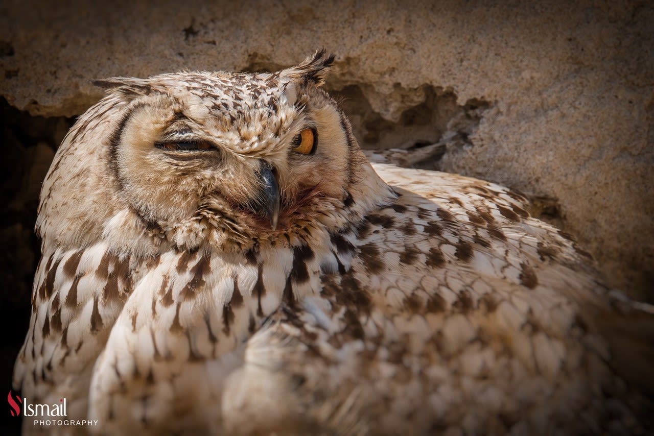 تعابير مثل البشر.. ألق نظرة على طيور البوم الطريفة هذه في السعودية