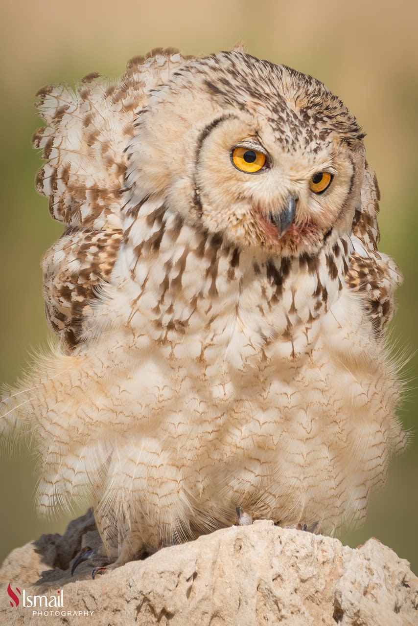 تعابير مثل البشر.. ألق نظرة على طيور البوم الطريفة هذه في السعودية