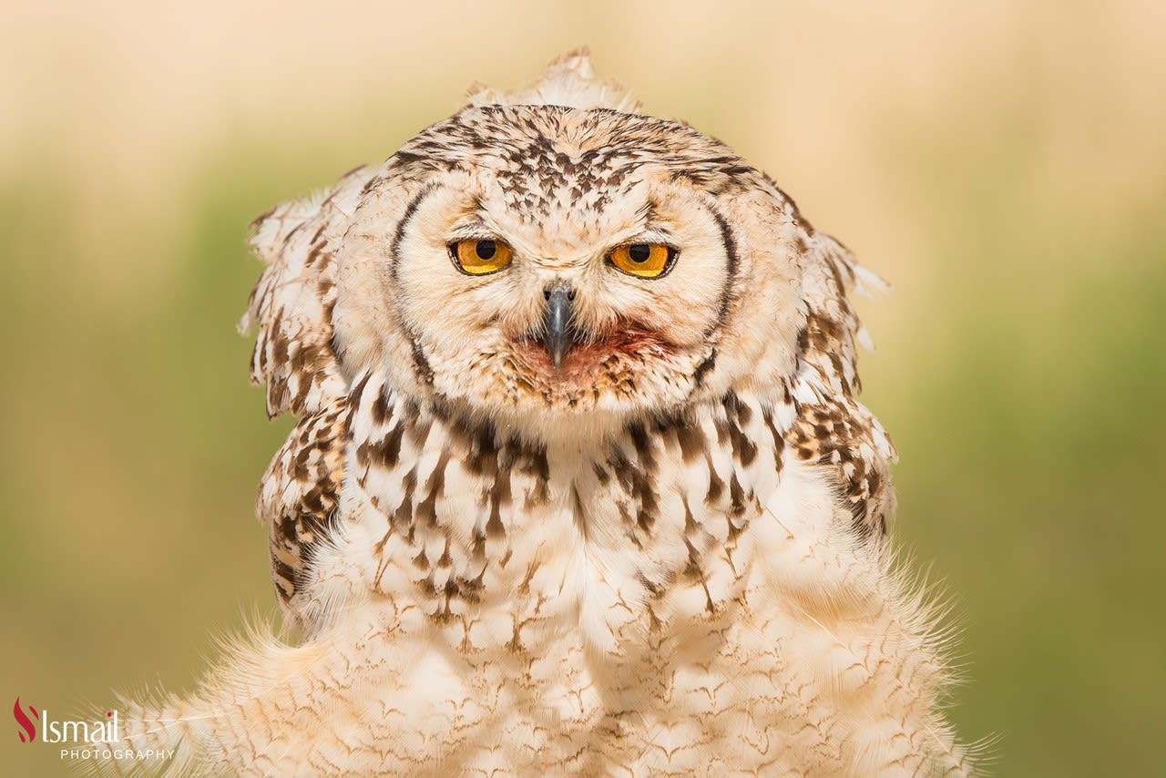 تعابير مثل البشر.. ألق نظرة على طيور البوم الطريفة هذه في السعودية