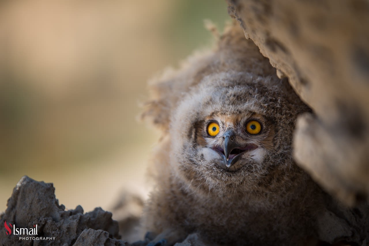 تعابير مثل البشر.. ألق نظرة على طيور البوم الطريفة هذه في السعودية
