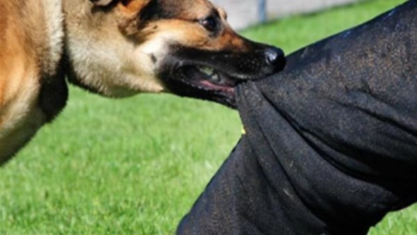 عضه كلب.. البيطريين تتدخل لإنقاذ طبيب بالغربية لم يستجب للعلاج عضه كلب.. البيطريين تتدخل لإنقاذ طبيب بالغربية لم يستجب للعلاج