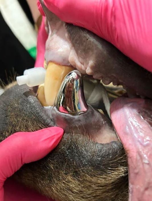 الناب المعدني