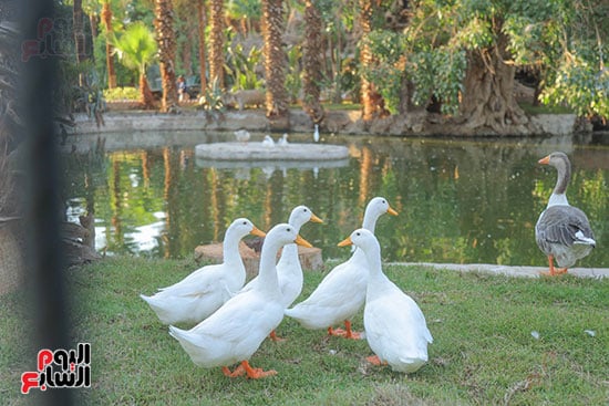 تطوير الحديقة يقترب من الانتهاء  (1)