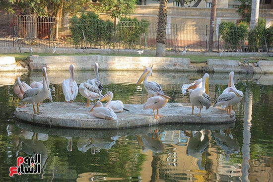 بحيرة بالحديقة  (1)