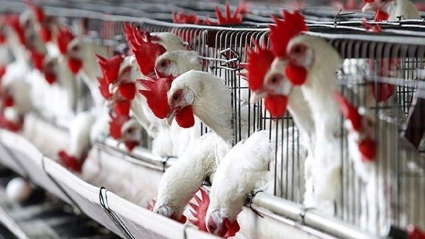 عقب تراجعها بقوة .. أسعار الدواجن الآن في الأسواق