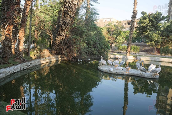 بحيرة بالحديقة  (2)