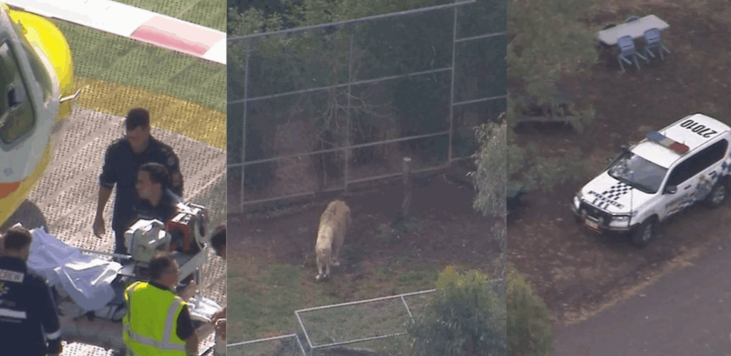 فقدت ذراعها.. بسبب أسد!