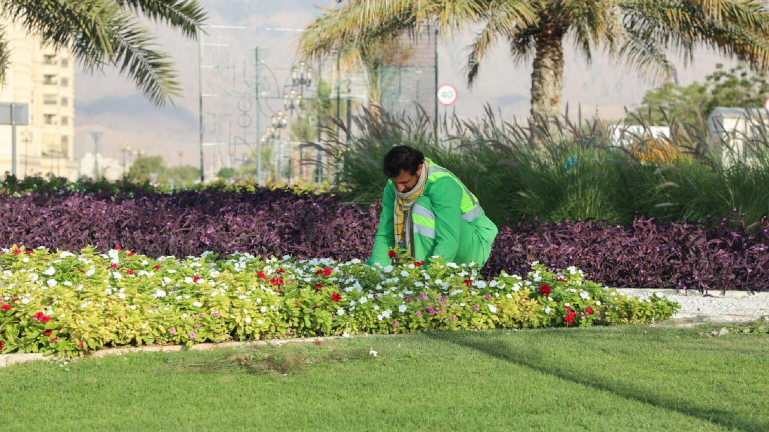 بلدية دبا الحصن تزرع 80 ألف زهرة لتزيين المدينة بلدية دبا الحصن تزرع 80 ألف زهرة لتزيين المدينة