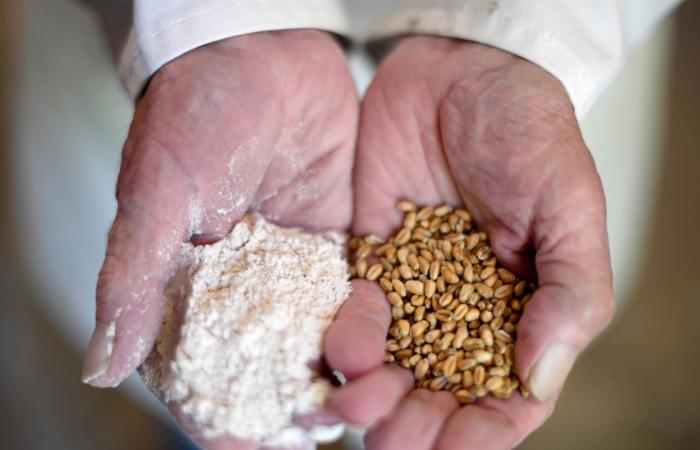 أخبار العالم : أبرز 6 بدائل صحيّة للدقيق الأبيض المُكرّر