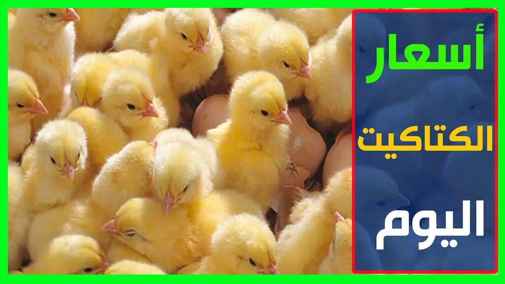 الفقسة الجديدة وصلت.. أسعار الكتاكيت الاثنين 14/7/2025 — العراق نيوز الفقسة الجديدة وصلت.. أسعار الكتاكيت الاثنين 14/7/2025 — العراق نيوز