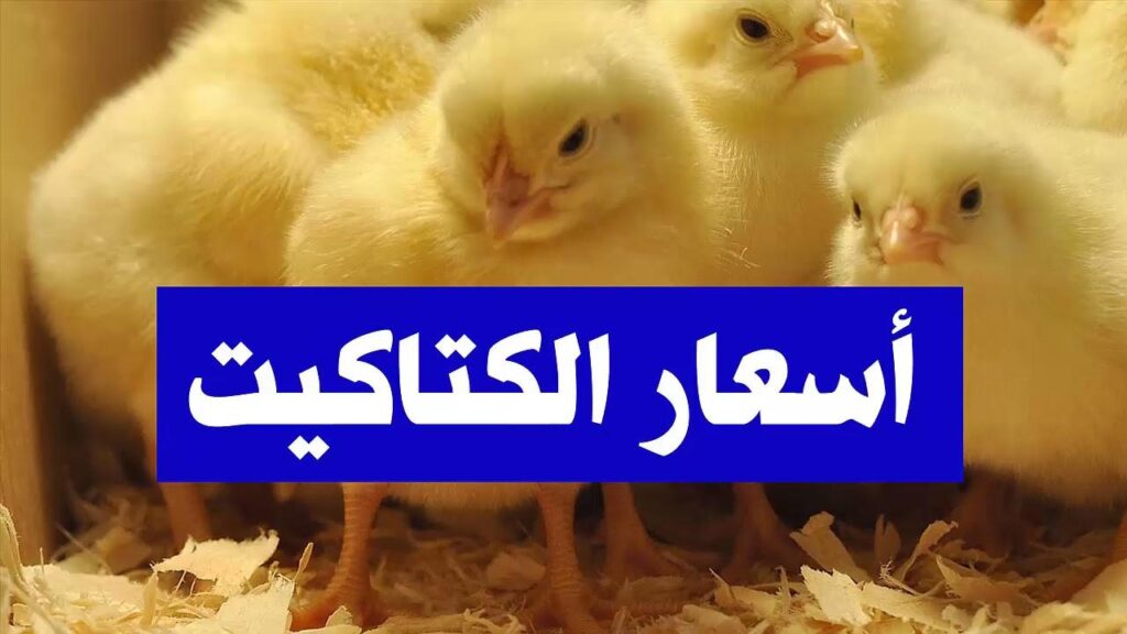 الكتاكيت معاك.. اسعار الكتاكيت اليوم الاربعاء 16/7/2025 — العراق نيوز الكتاكيت معاك.. اسعار الكتاكيت اليوم الاربعاء 16/7/2025 — العراق نيوز