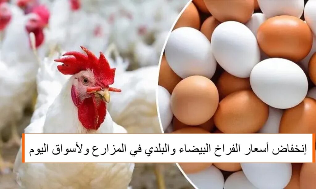 إلحقي خزني رخصت.. أسعار الفراخ البيضاء والبلدي والساسو وكرتونة البيض وفقًا لبيان بورصة الدواجن الآن