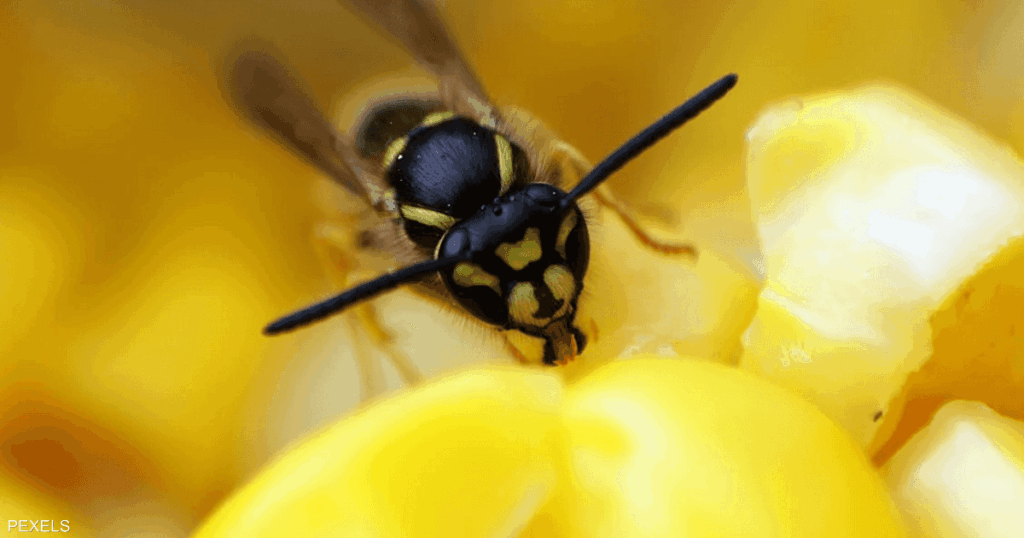 ليس خيالا علميا.. دبور يرشد العلماء لـ"سرّ" إبطاء الشيخوخة