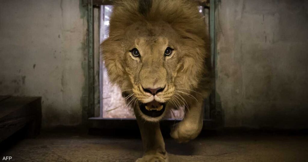 تبرعوا بحيواناتكم الأليفة لإطعام الأسود.. إعلان في الدنمارك