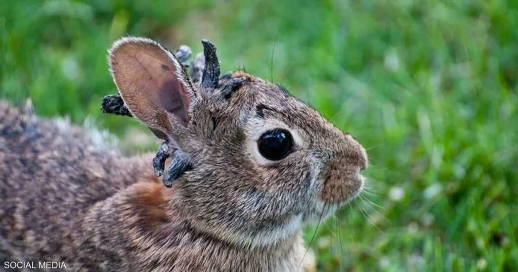 "أرانب الزومبي" تثير ذعرا في ولاية أميركية