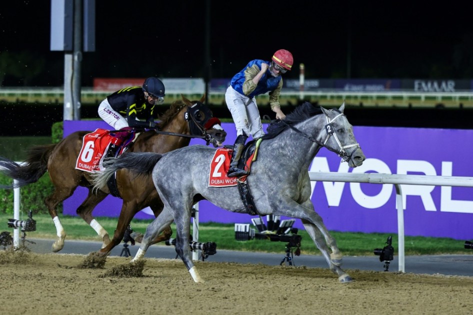 11 خيلا تتنافس على كأس رئيس الإمارات للخيول العربية الأحد في هولندا