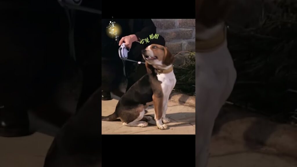 كلب صغير لطيف ونشيط🐶 #DeepAffectionEyes #zhangyuxi #biwenjun