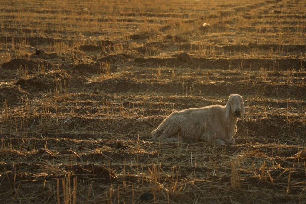 برنامج الأغذية العالمي: أكثر من نصف سكان سوريا يعانون من انعدام الأمن الغذائي وقد يواجه ما يقرب من 3 ملايين شخص جوعا شديدا