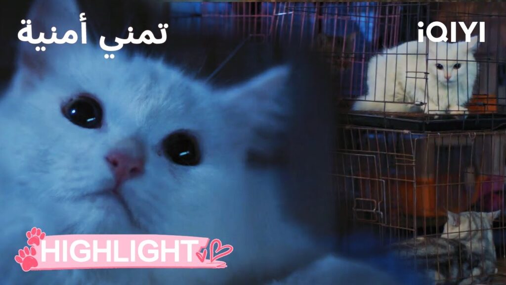 🐾تمني أمنية Make a Wish |🥹وقعت في يد بائع القطط | الحلقة 13-14 | iQIYI Arabic