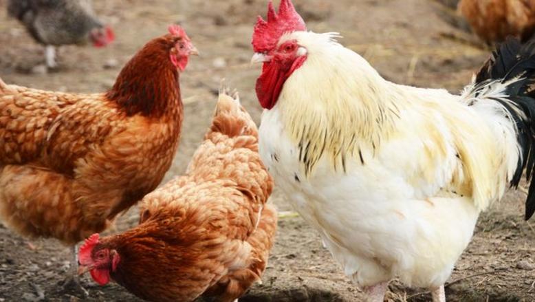 أسعار الفراخ البيضاء اليوم الاثنين 25-8-2025 في بورصة الدواجن.. آخر تحديث