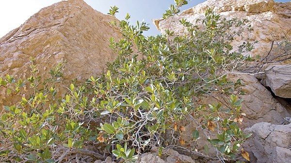 «صندوق محمد بن زايد» يعزّز ريادة الإمارات في صون التنوع البيولوجي