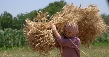 انخفاض تاريخى فى واردات مصر من القمح.. اعرف السبب