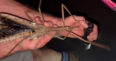 حشرة عملاقة تظهر فى استراليا للمرة الأولى