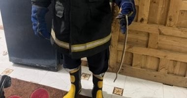 بلاغ بوجود ثعبان داخل شقة بالمنوفية.. والحماية المدنية تتدخل