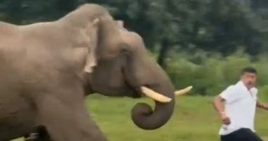 فيل يهاجم سائحا ويدهسه بعد محاولة الأخير التقاط صورة سيلفى معه.. صور