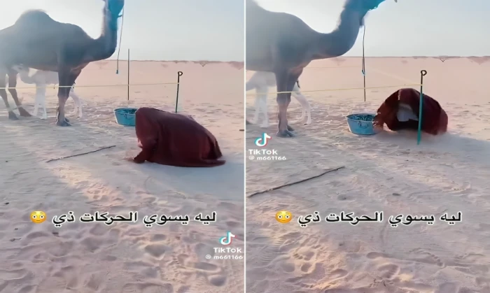 صحيفة المرصد - بالفيديو: شخص يثير الجدل بتقليد الكلب بالقفز والنباح أمام ناقة.. ومغردون يكشفون السبب
