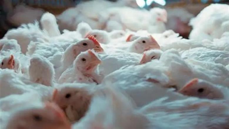 أسعار الفراخ البيضاء اليوم السبت 23-8-2025 في بورصة الدواجن والأسواق