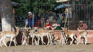 موعد افتتاح حديقة الحيوان بالجيزة 2025 بعد التطوير.. هل يصل سعر التذكرة 400 جنيه؟