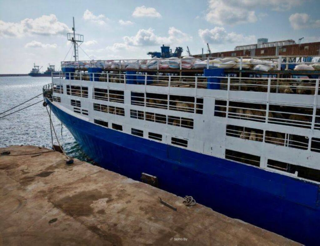 7000 رأس من الأغنام تغادر ميناء طرطوس - أخبار السعودية