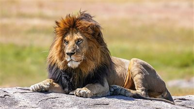 <strong>حظك اليوم برج الأسد </strong>